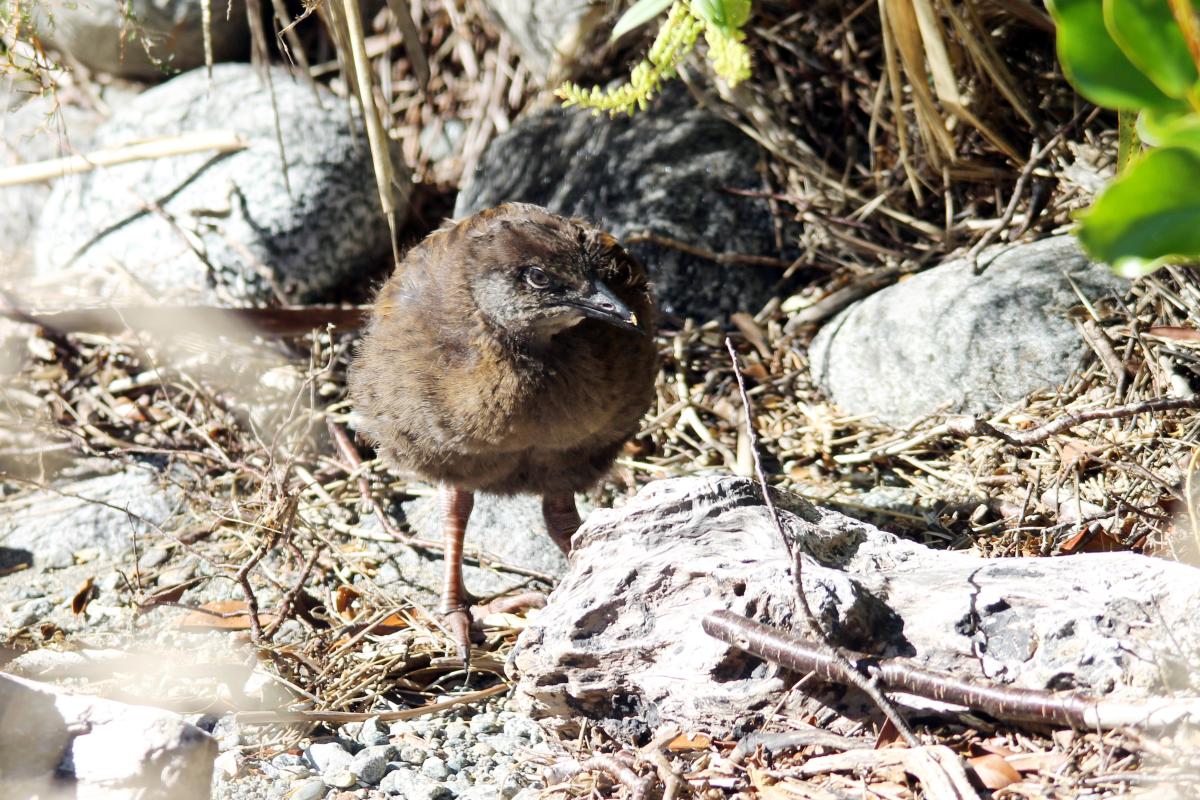 Weka (Gallirallus australis)